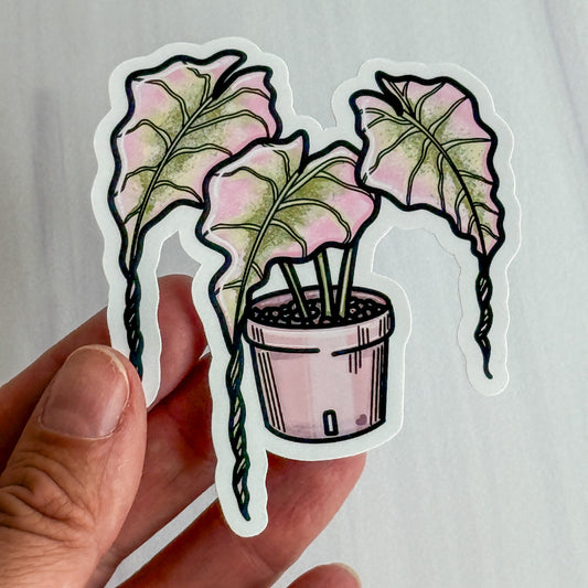 Alocasia Pink Venom Vinyl Sticker