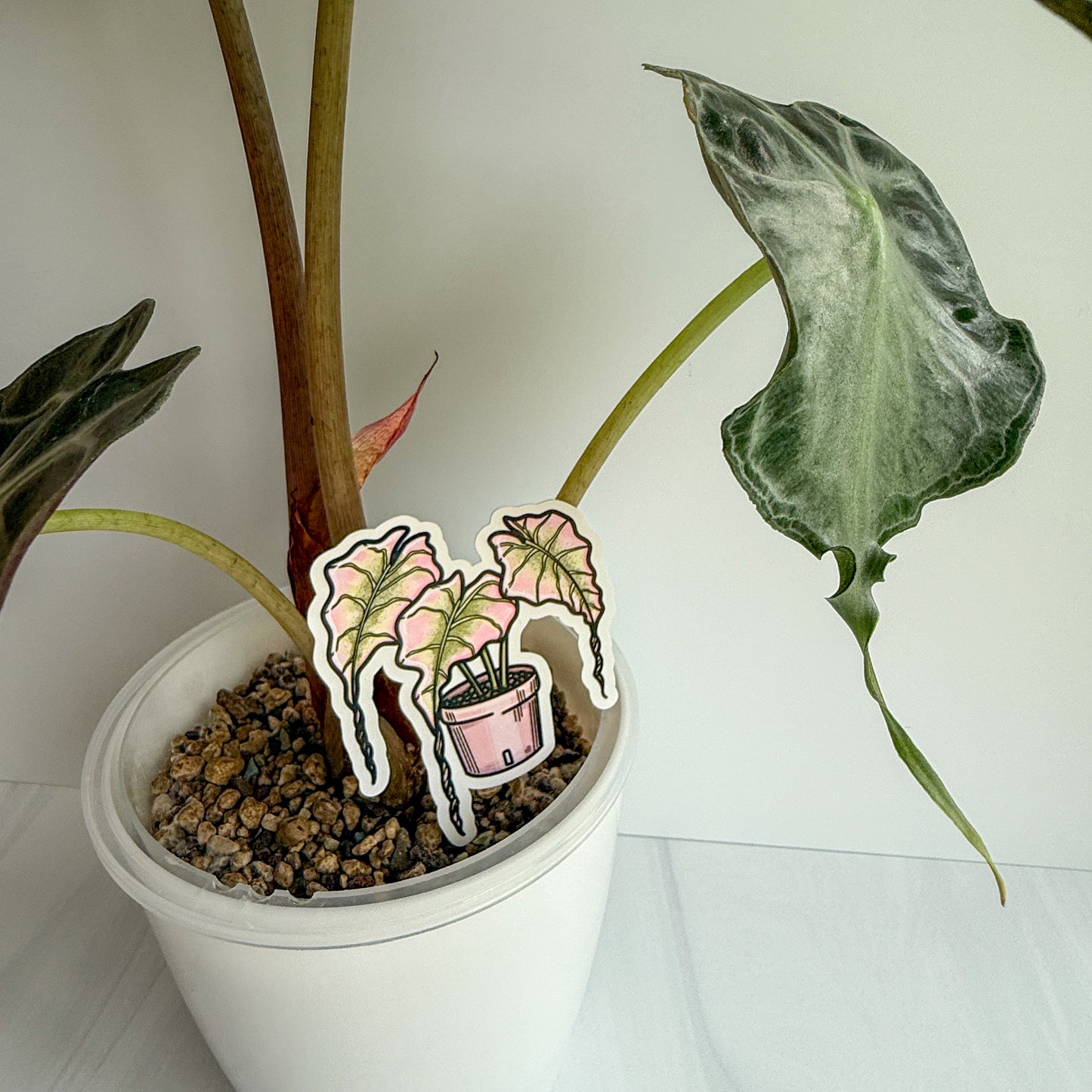 Alocasia Pink Venom Vinyl Sticker