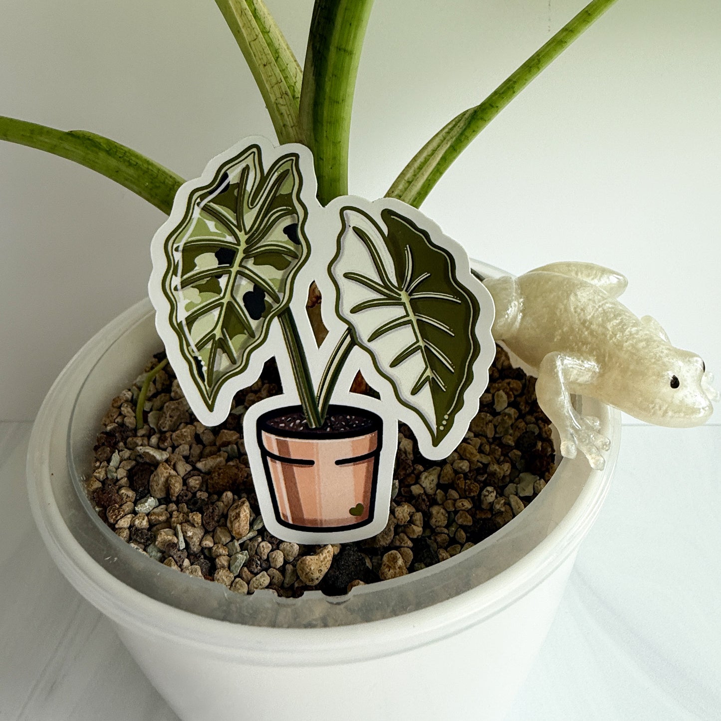 Alocasia Frydek Vinyl Sticker