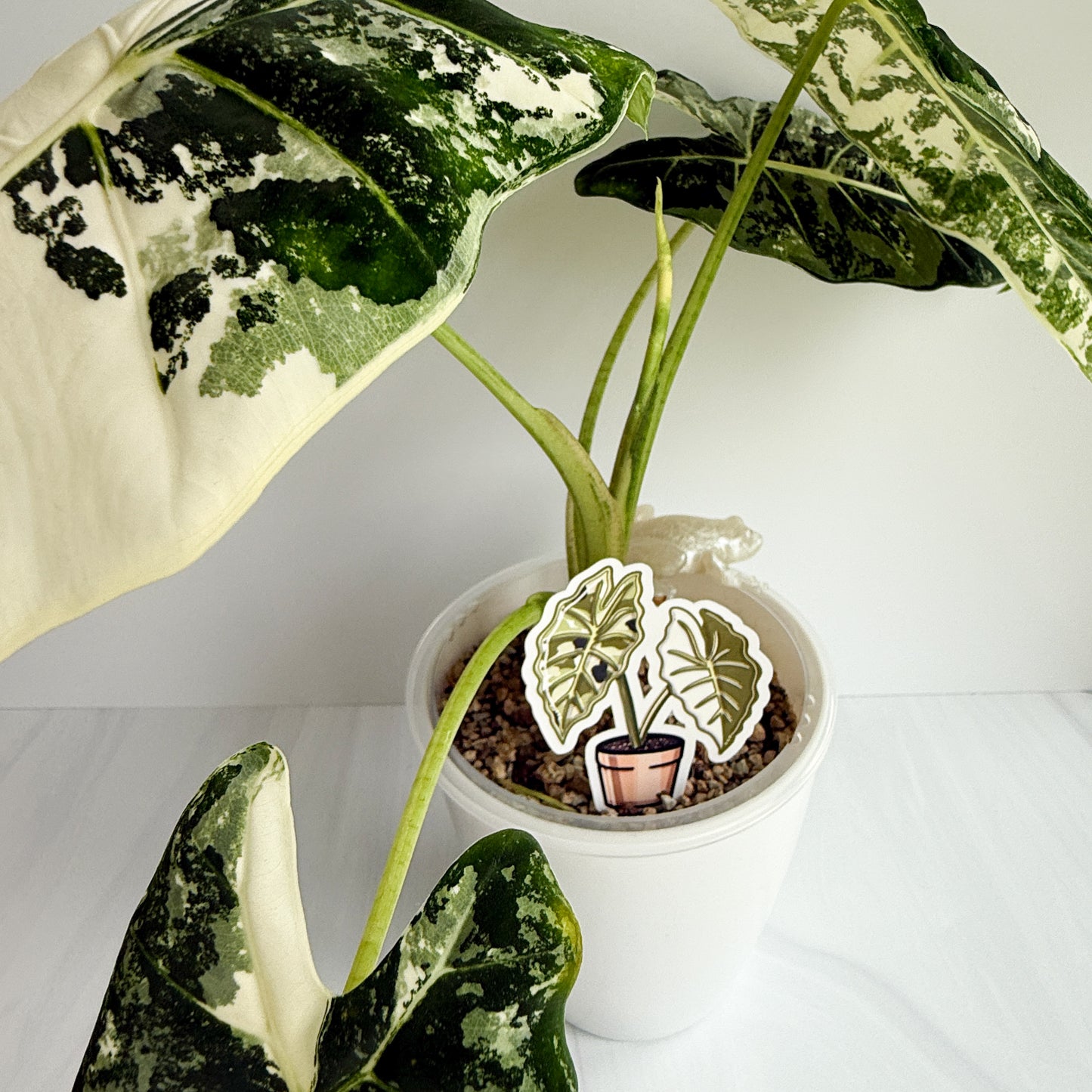 Alocasia Frydek Vinyl Sticker