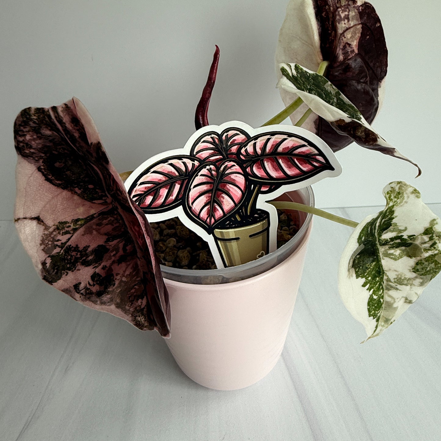 Alocasia Pink Cuprea Vinyl Sticker